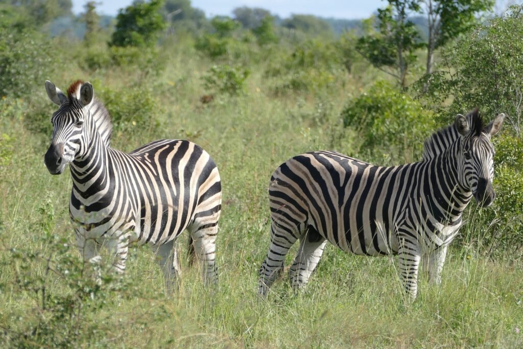South Africa Bike & Safari