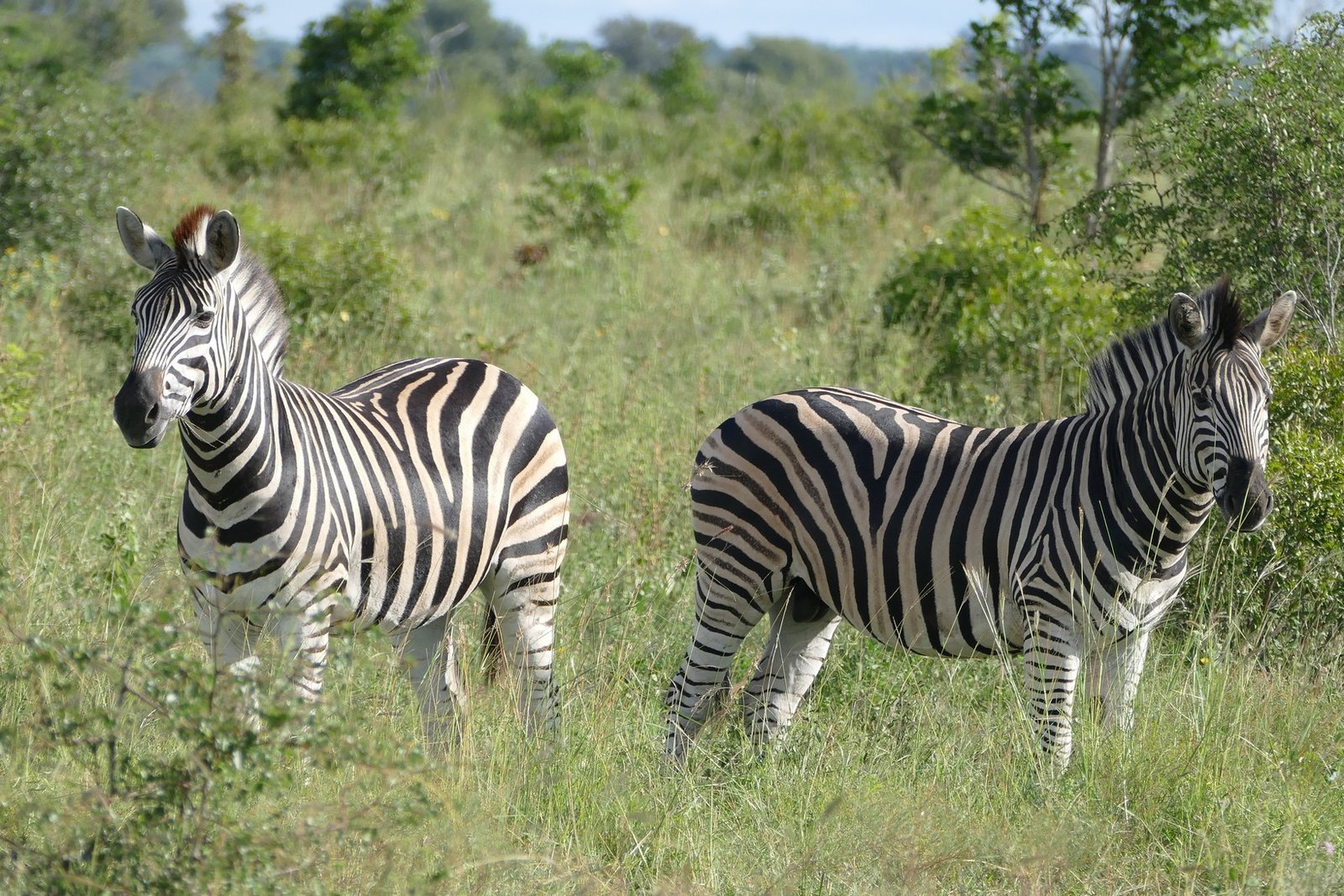 South Africa Bike & Safari